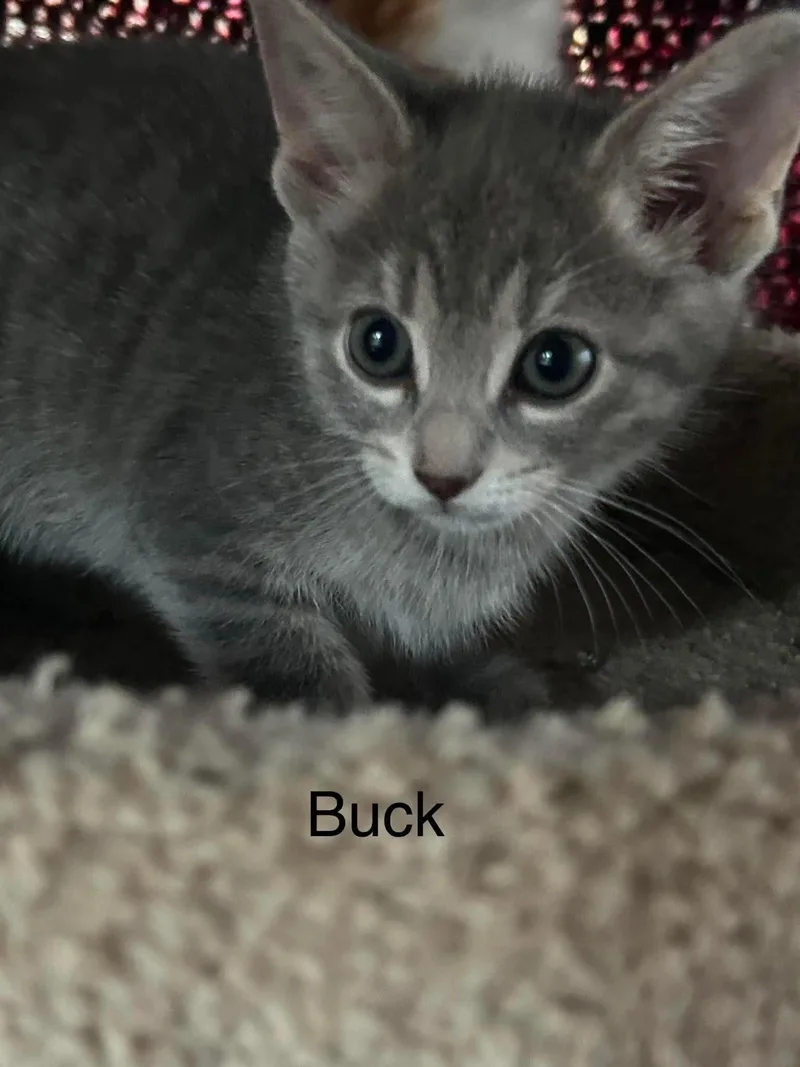 A baby medium-sized male Gray / Blue / Silver Domestic Short Hair cat named Buck for adoption in hinckley, IL