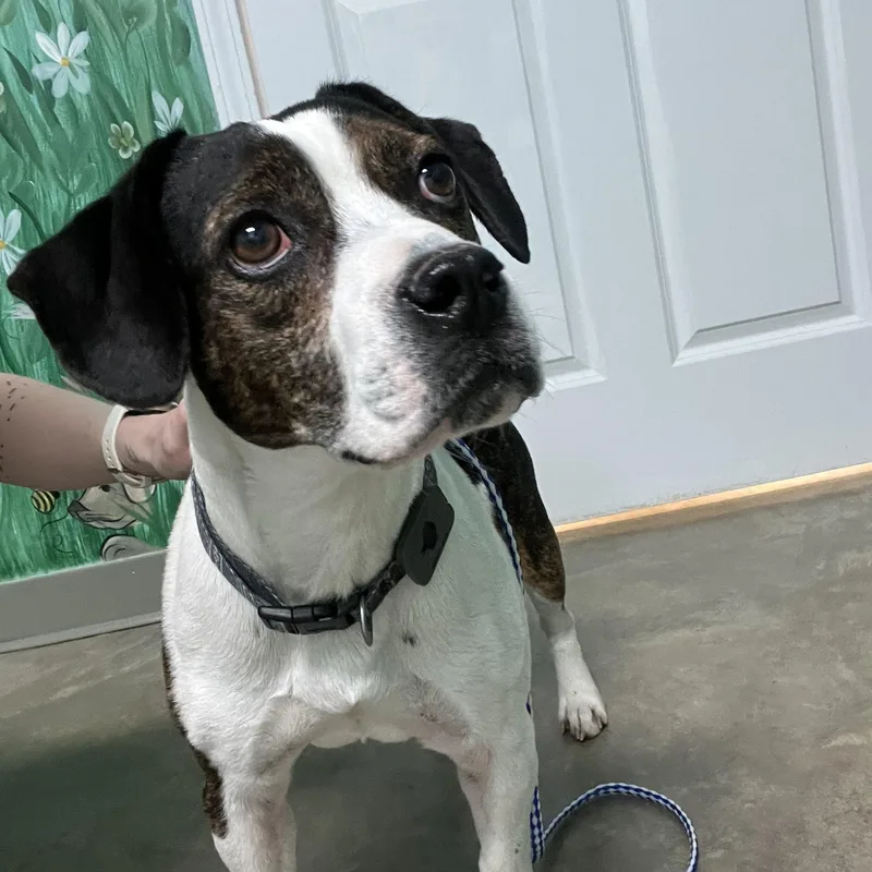 An adult small-sized male Beagle dog named Bandit for adoption in Godfrey, IL