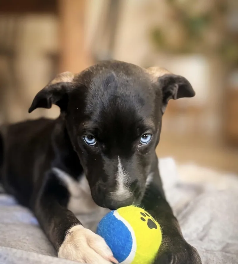 A young medium-sized female Black Pit Bull Terrier dog named Bopeep for adoption in Claremont, CA