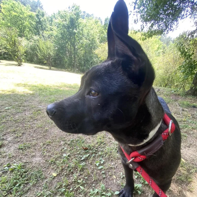 A young small-sized male Black Terrier dog named Istabol for adoption in Birmingham, AL