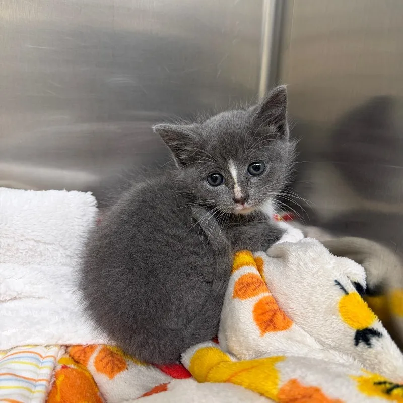 A baby small-sized female Gray / Blue / Silver Domestic Short Hair cat named Bisquick for adoption in Winston Salem, NC