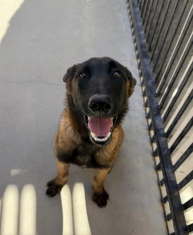 A young large-sized male Belgian Shepherd / Malinois dog named Rio for adoption in Santa Maria, CA