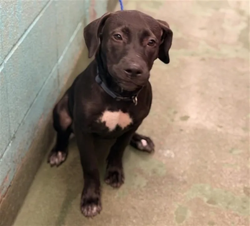A young medium-sized female Staffordshire Bull Terrier dog named Linda for adoption in Houston, TX