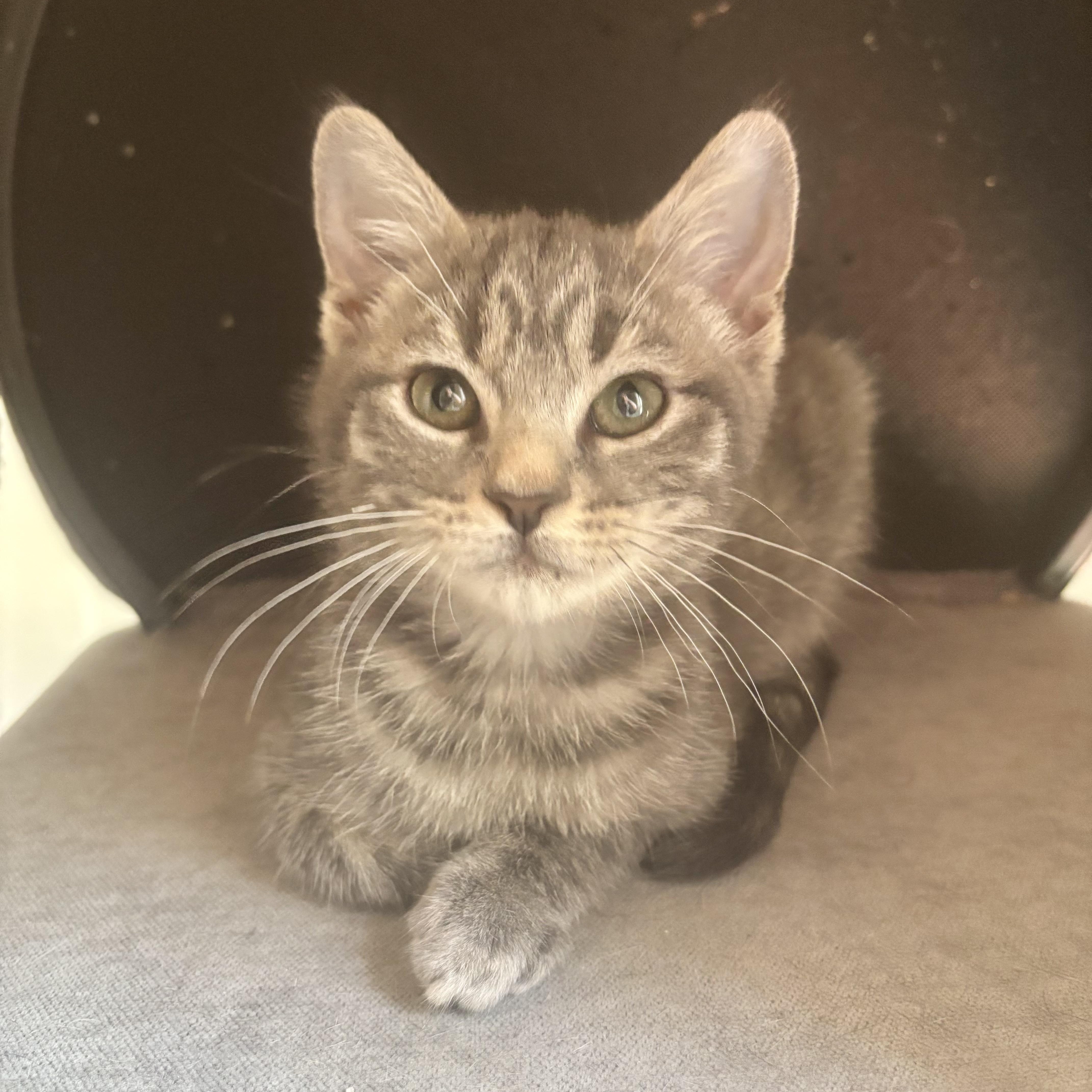 A baby small-sized male Tabby (Gray / Blue / Silver) Domestic Short Hair cat named Tufani for adoption in Richmond, VA