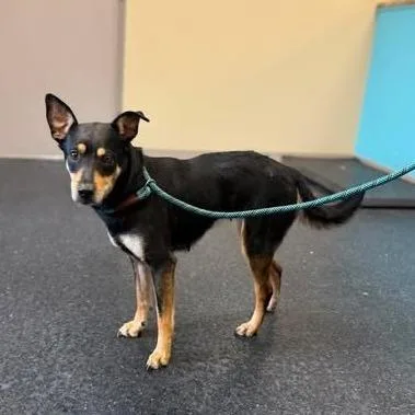 An adult small-sized female Miniature Pinscher dog named Bridgette for adoption in Fairfax, VA