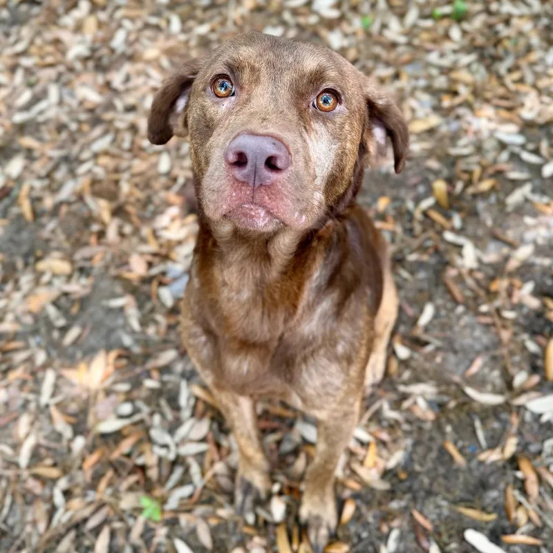 An adult medium-sized male Brown / Chocolate Mixed Breed dog named Opie for adoption in Milton, FL