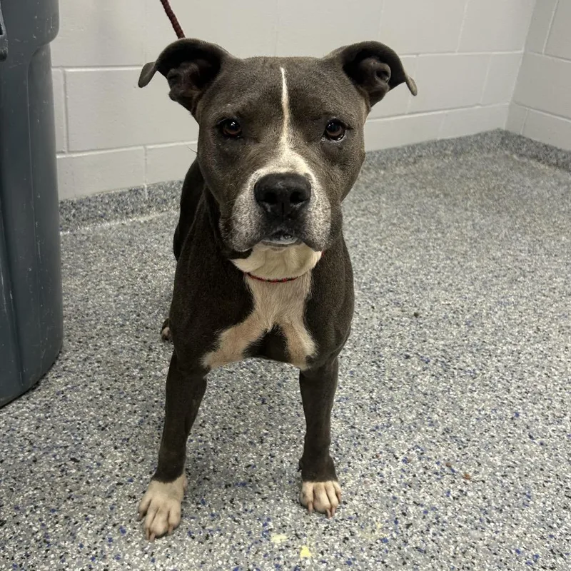 An adult medium-sized female Gray / Blue / Silver Mixed Breed dog named Jazz for adoption in Greenville, SC