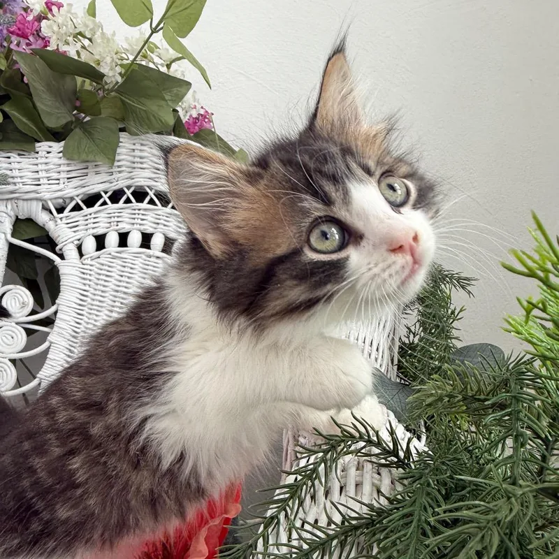A baby small-sized male Brown / Chocolate Domestic Medium Hair cat named Homeskillet for adoption in Eaton Rapids, MI