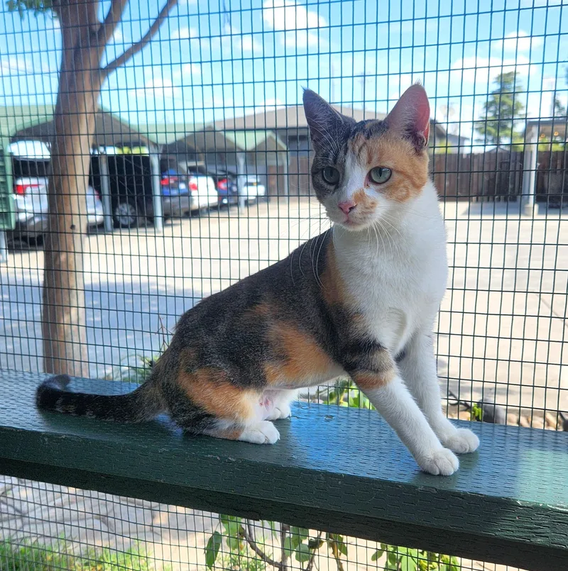 A young medium-sized female White Tabby cat named Daphne for adoption in Lathrop, CA