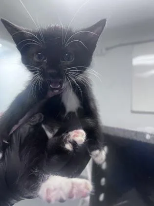 A baby small-sized male Domestic Short Hair cat named Onyx for adoption in Daytona Beach, FL
