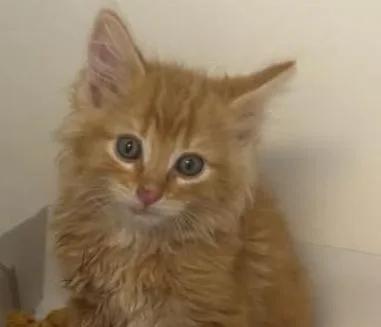 A baby large-sized male Domestic Long Hair cat named Mitchell for adoption in Greenfield, IN