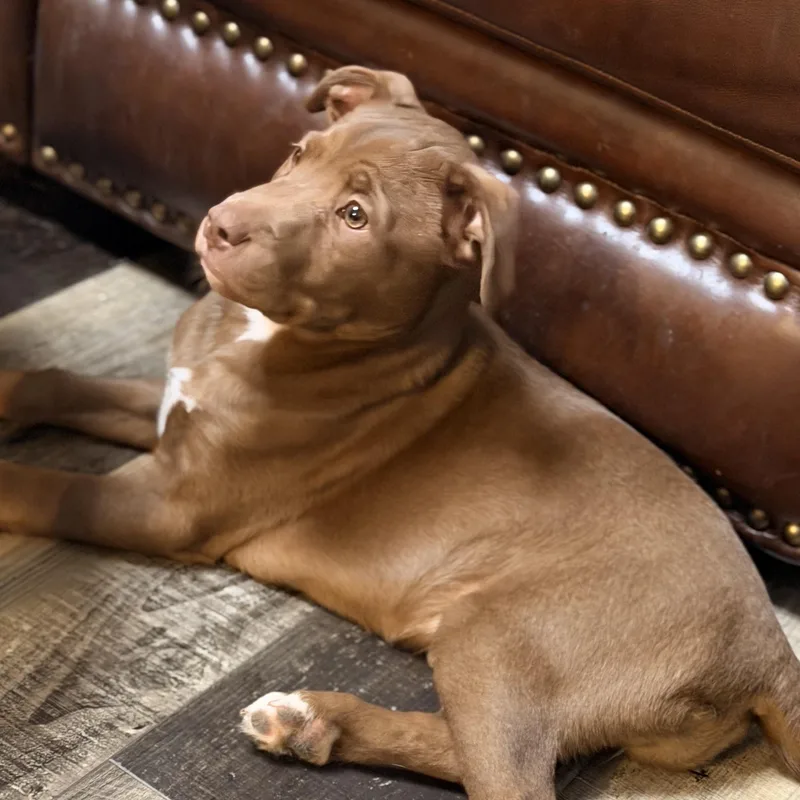 A young medium-sized female Red / Chestnut / Orange Australian Cattle Dog / Blue Heeler dog named Fiona for adoption in Wilmington, IL