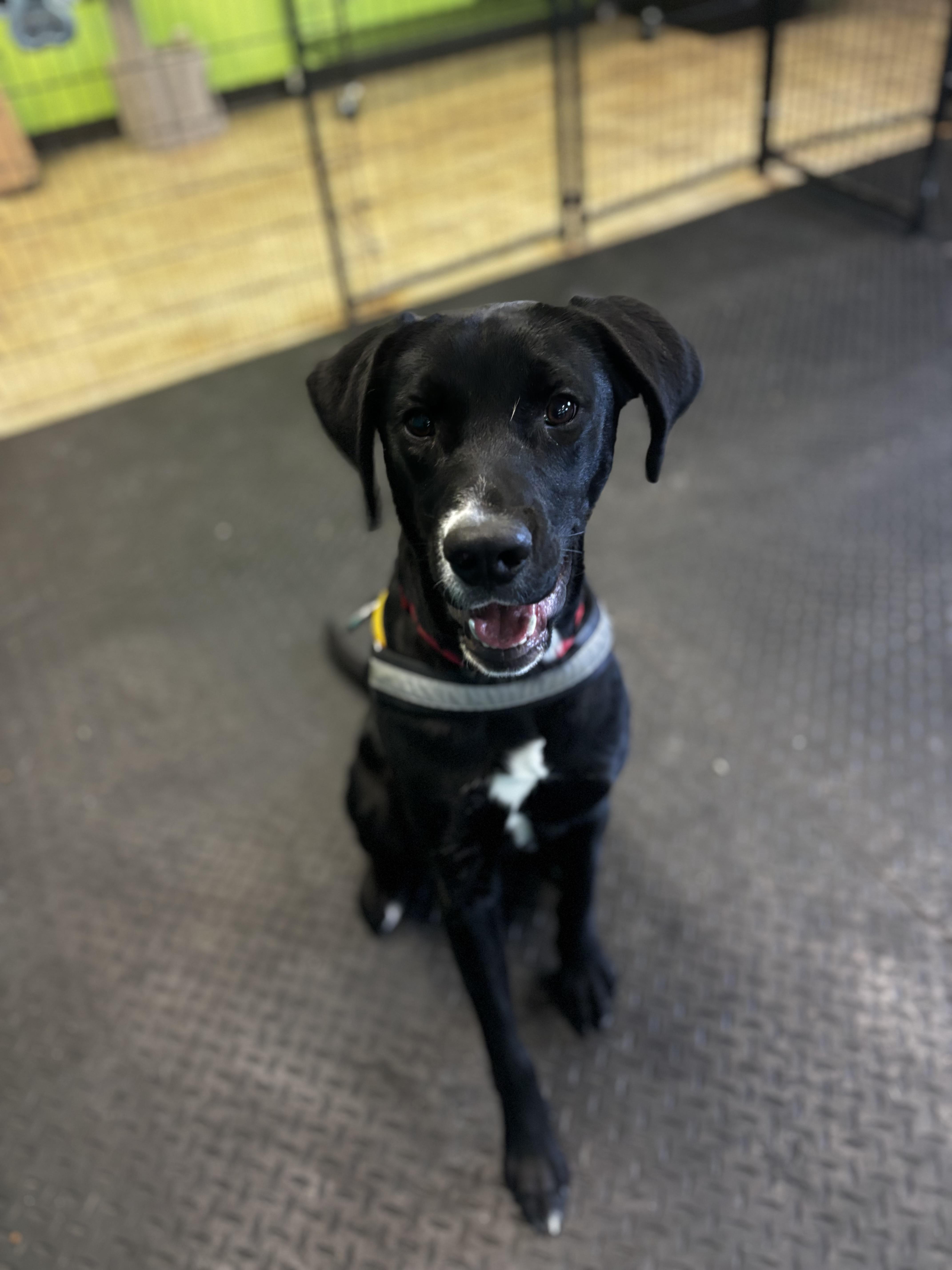 A young medium-sized male Black Labrador Retriever dog named Lenny for adoption in Dodgeville, WI