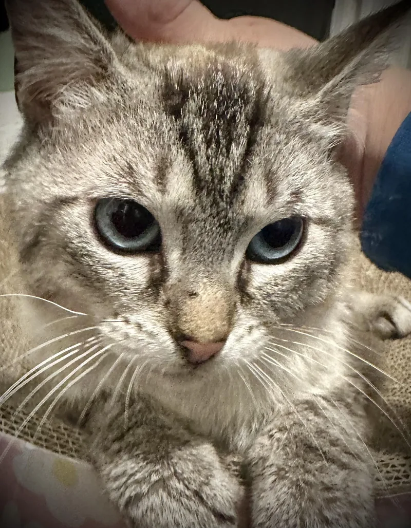 A young medium-sized male Siamese cat named Alphonso for adoption in Buffalo, NY