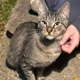 A young medium-sized male Brown / Chocolate Domestic Short Hair cat named Spec for adoption in Concord, NH