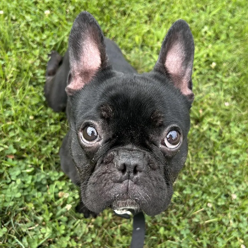 A young small-sized female Black French Bulldog dog named Jules for adoption in Pittsburgh, PA