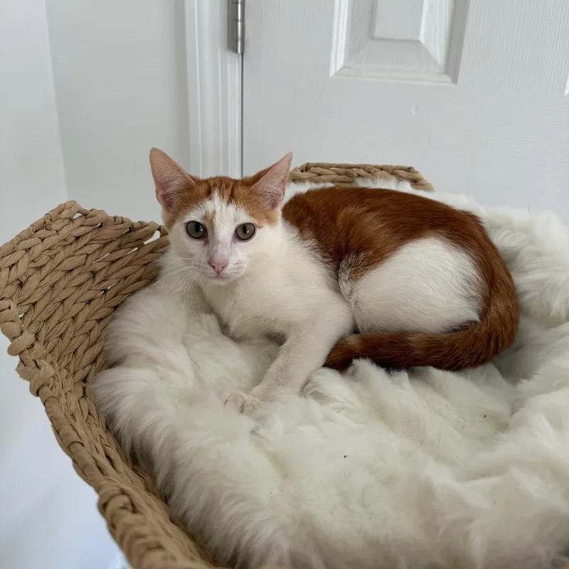 Marmalade thumbnail 2