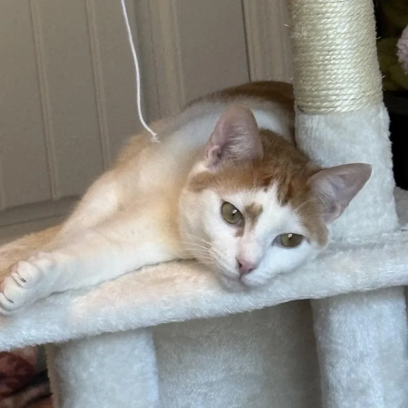 Marmalade thumbnail 3