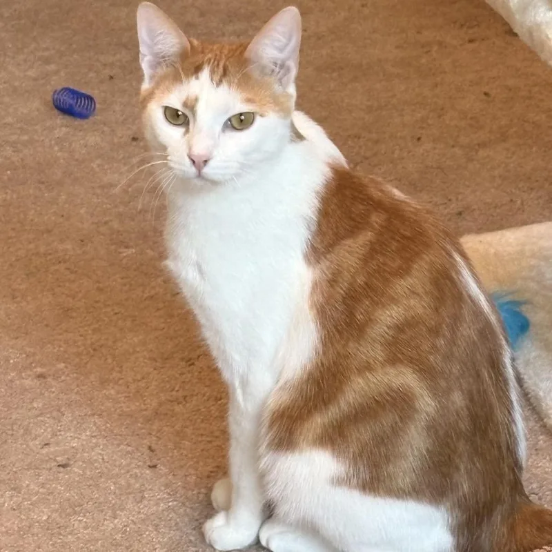 Marmalade thumbnail 4