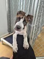 A young medium-sized female Mixed Breed dog named Lainey for adoption in Cibolo, TX