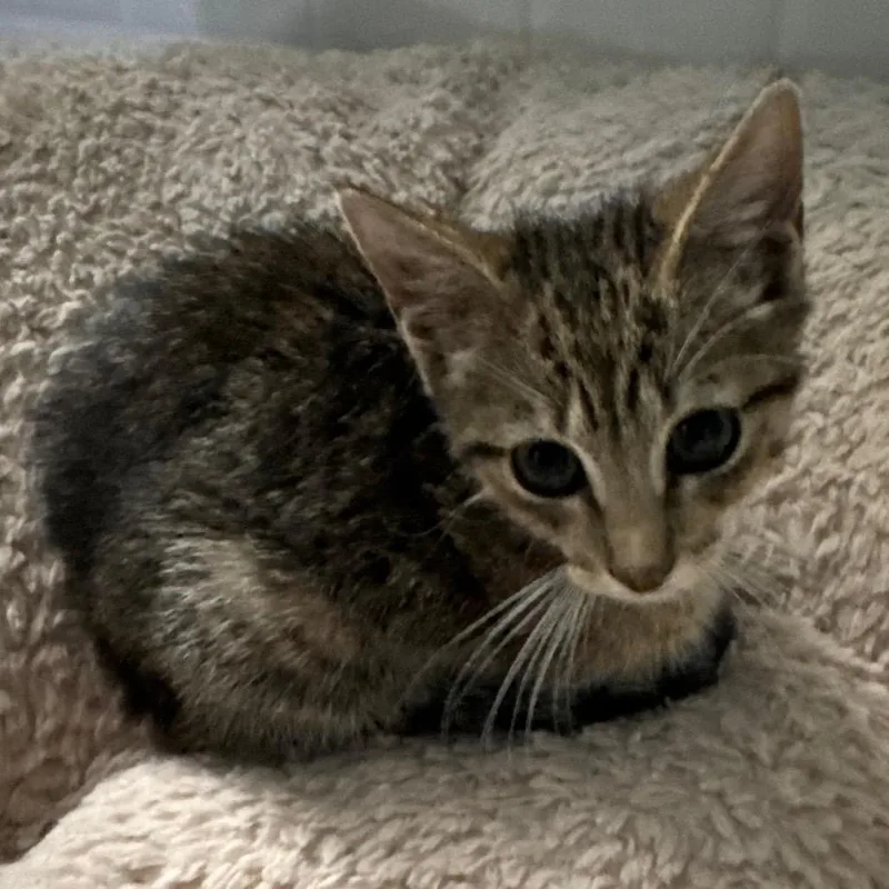 A baby small-sized female Brown / Chocolate Domestic Short Hair cat named Suki for adoption in TITUSVILLE, FL