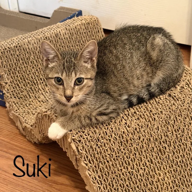 Suki thumbnail 2