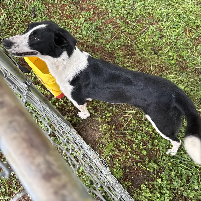 A young medium-sized male Bicolor Border Collie dog named Finn for adoption in Whitesburg, TN