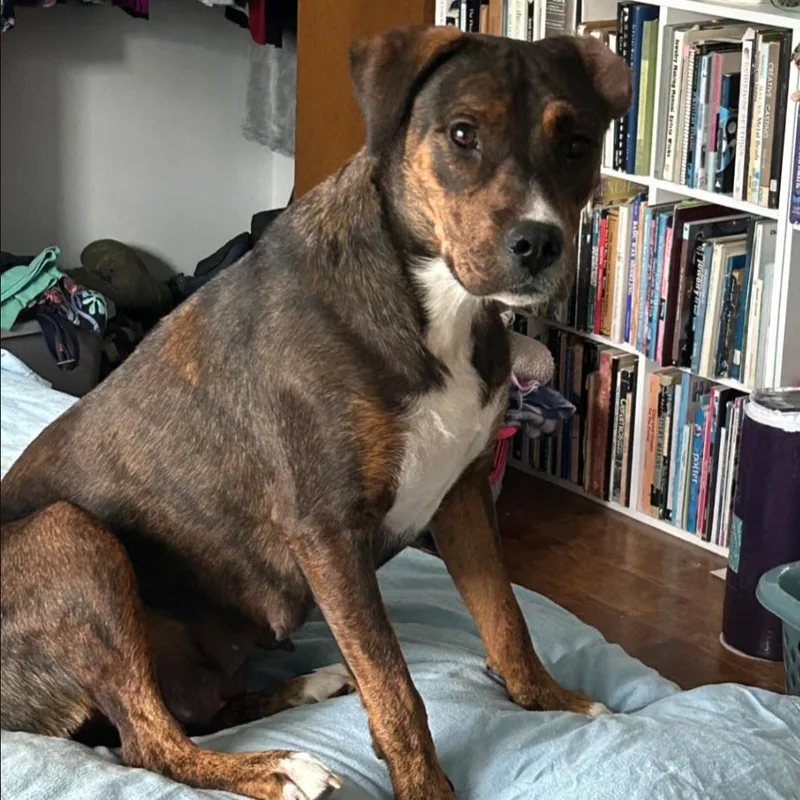 An adult medium-sized female Brown / Chocolate Mixed Breed dog named Maggie Mae for adoption in DeKalb, IL
