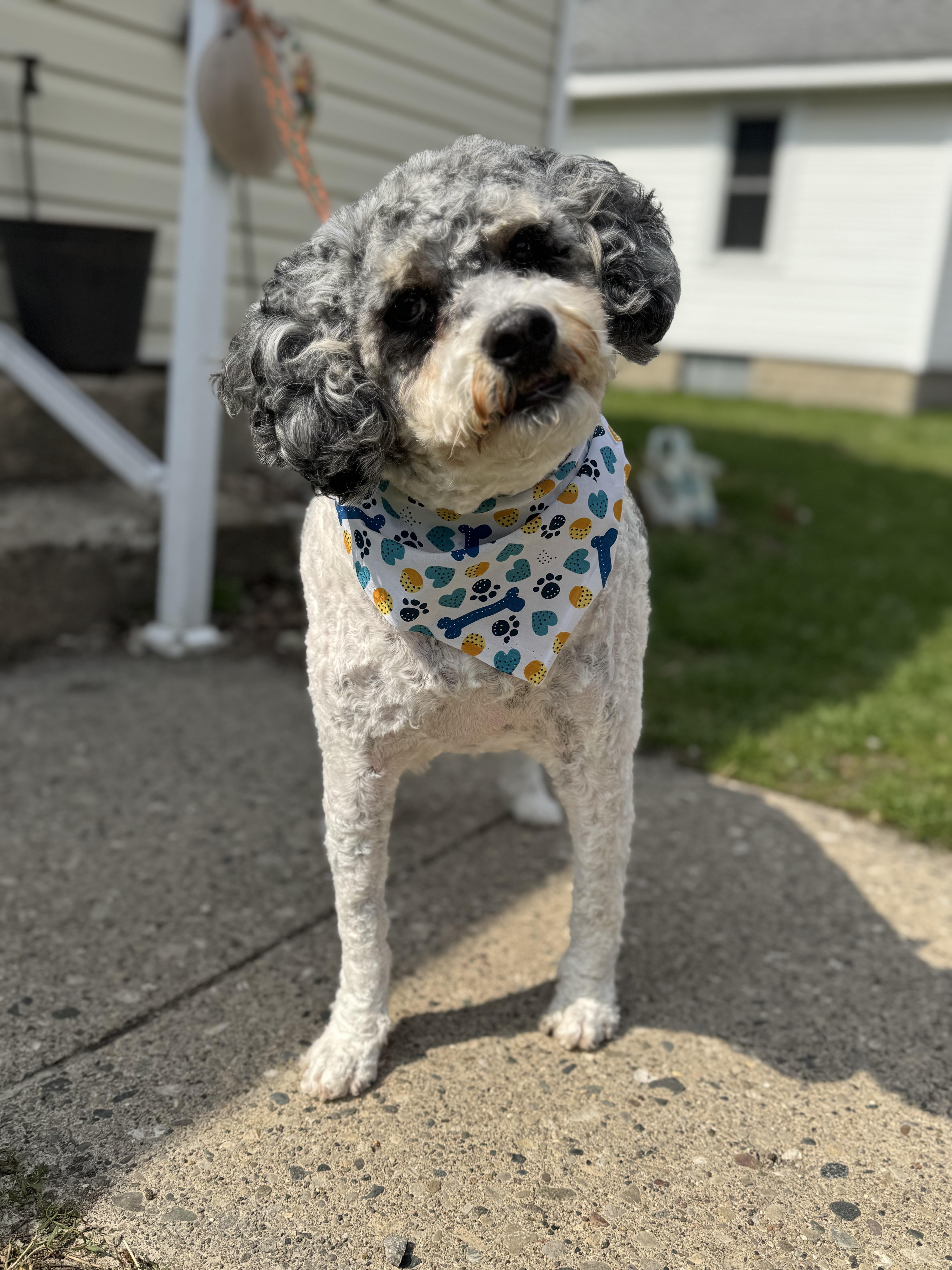 Winston! Sweet Beautiful Guy!