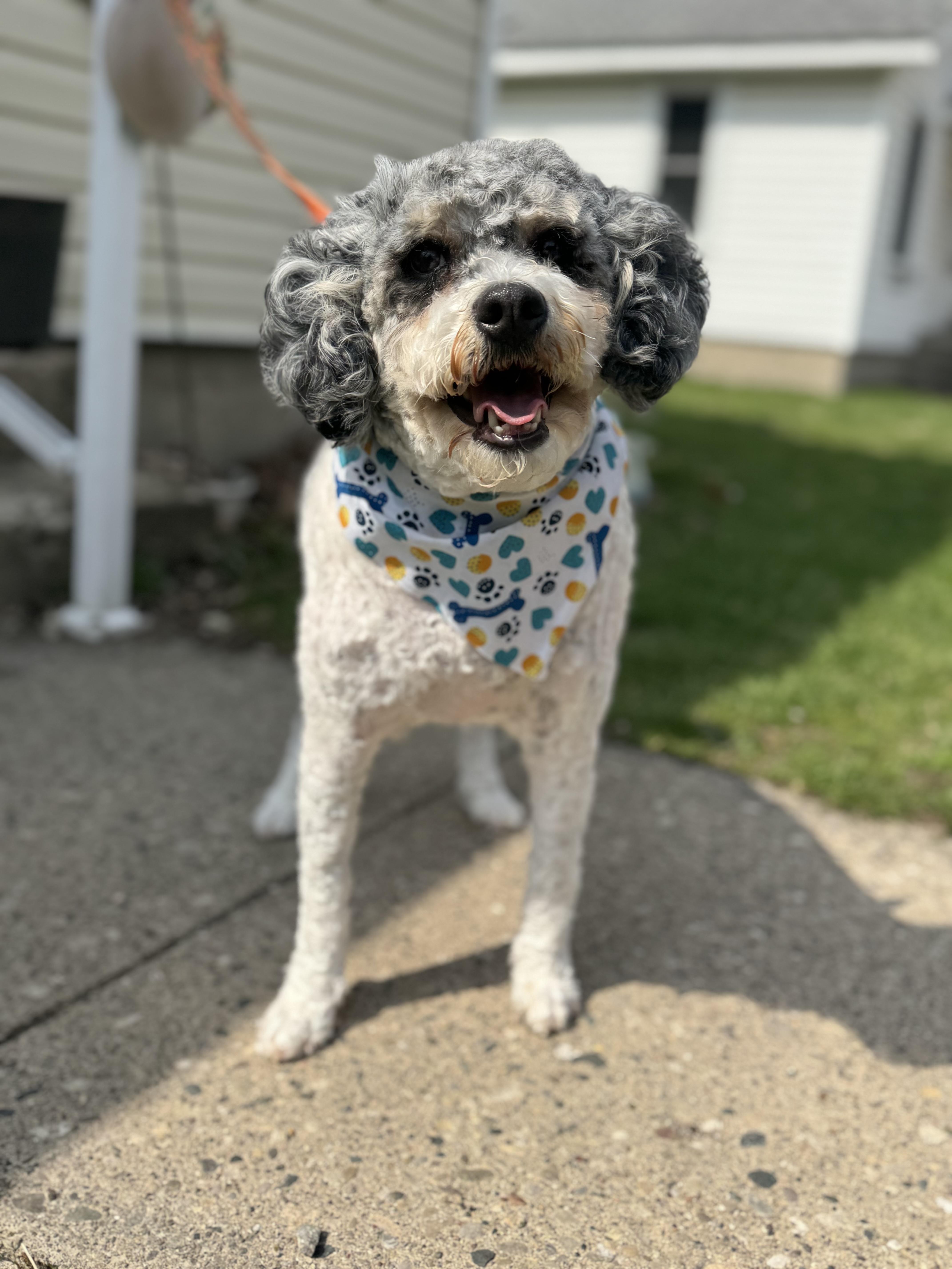 Winston! Sweet Beautiful Guy! thumbnail 2