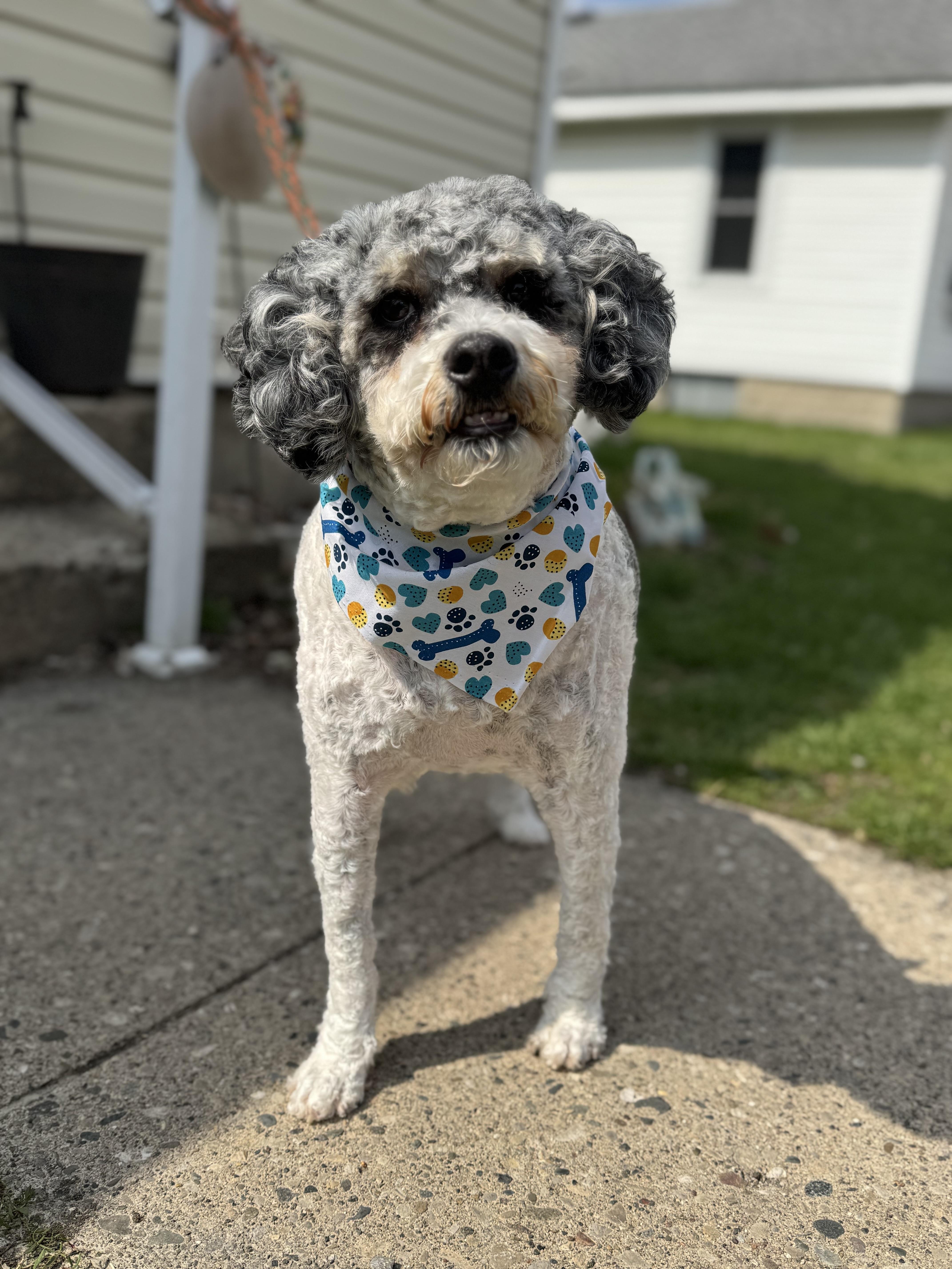 Winston! Sweet Beautiful Guy! thumbnail 3