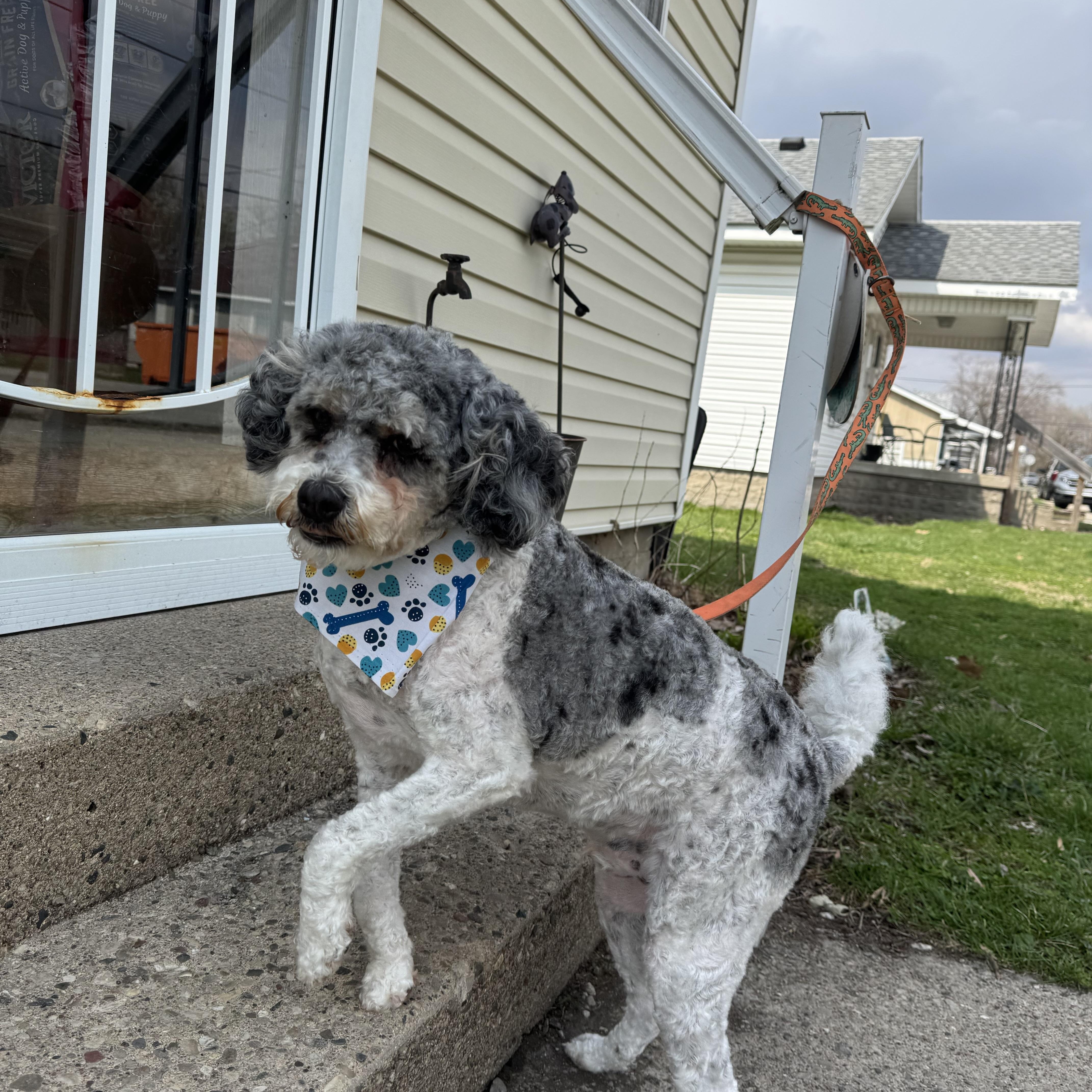 Winston! Sweet Beautiful Guy! thumbnail 4