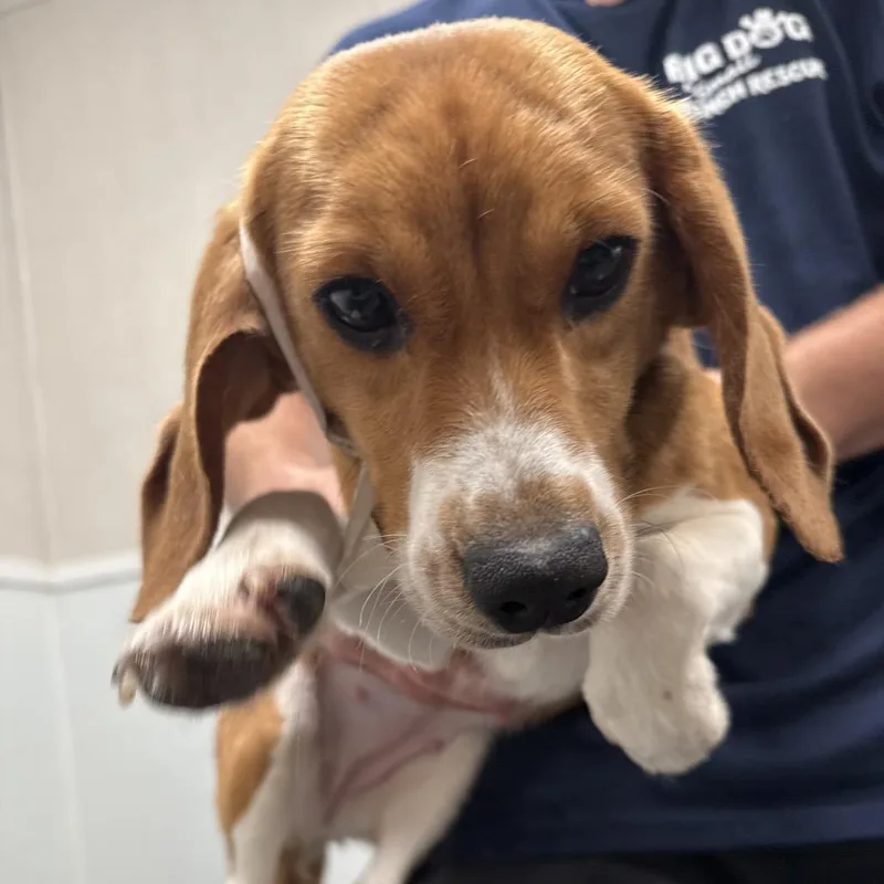 An adult small-sized female Yellow / Tan / Blond / Fawn Beagle dog named BLU aka for adoption in LOXAHATCHEE, FL
