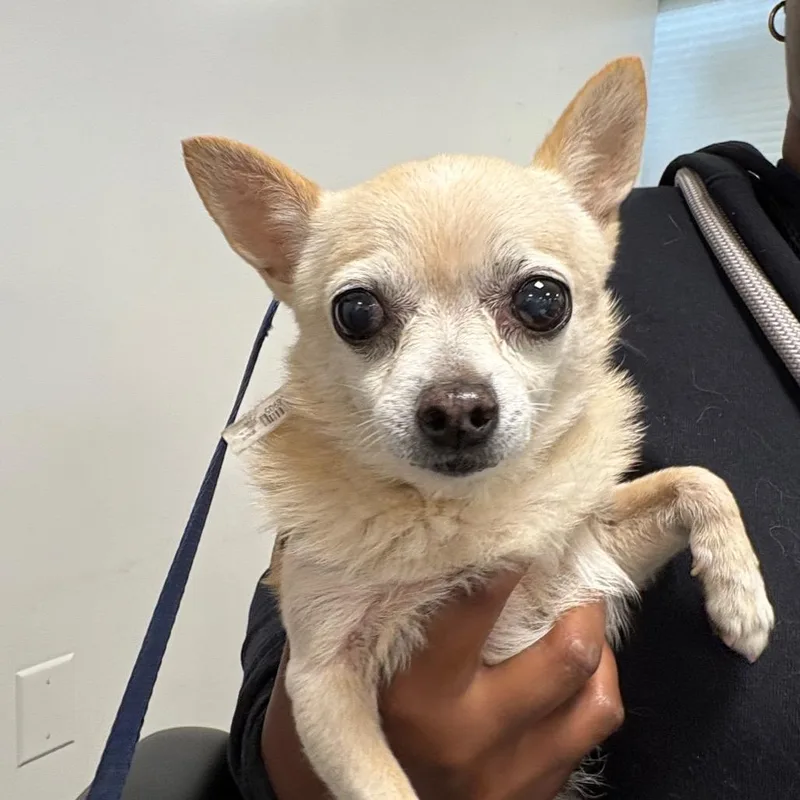 A senior small-sized female Yellow / Tan / Blond / Fawn Chihuahua dog named Karen for adoption in West Chester, PA