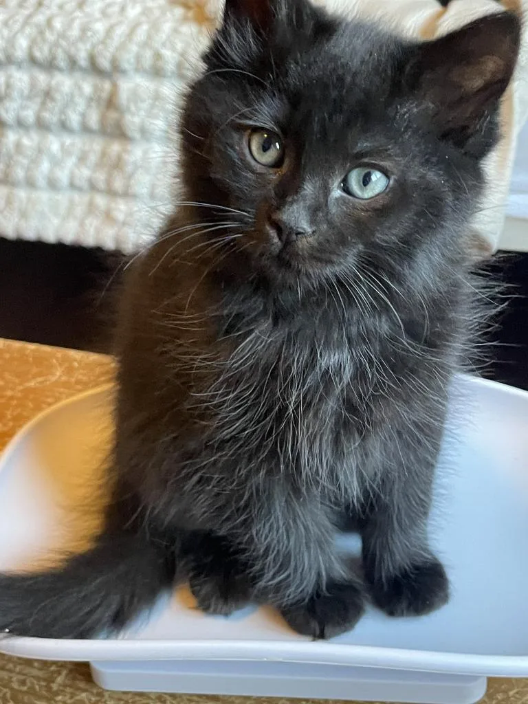 A baby medium-sized female Domestic Short Hair cat named Gypsy for adoption in St. Cloud, MN