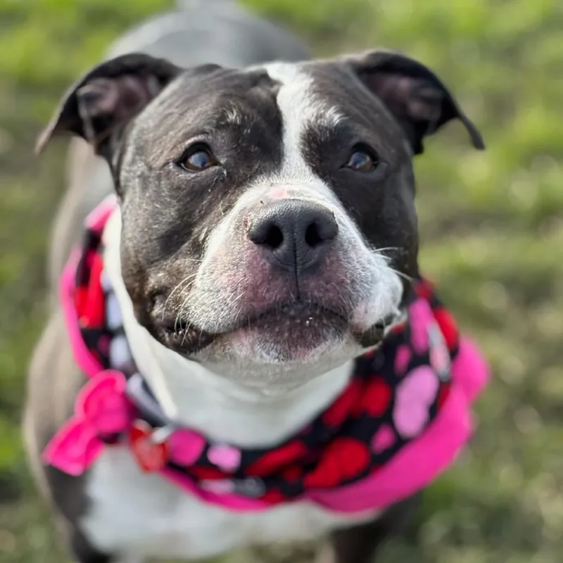 A senior large-sized female Black Mixed Breed dog named Jinx for adoption in Medford, OR
