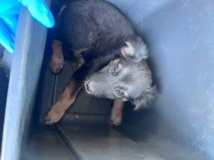 A baby small-sized male German Shepherd Dog dog named Kix for adoption in Fresno, CA