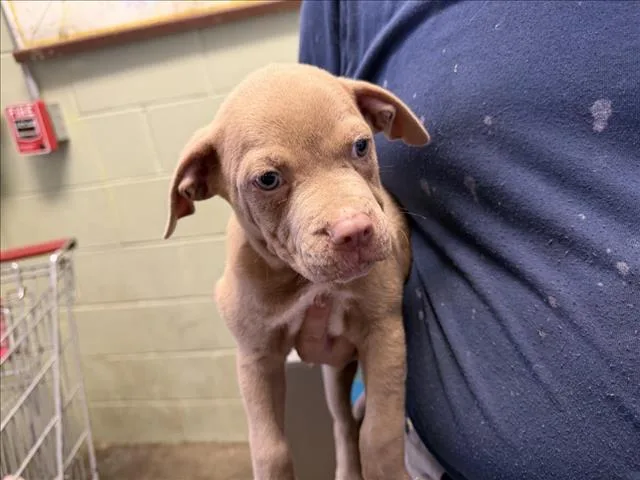 A baby small-sized male Pit Bull Terrier dog named Lucas for adoption in Tulsa, OK