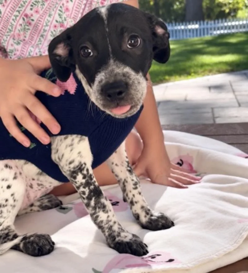 A baby medium-sized female Pointer dog named Tarragon for adoption in Saugus, MA