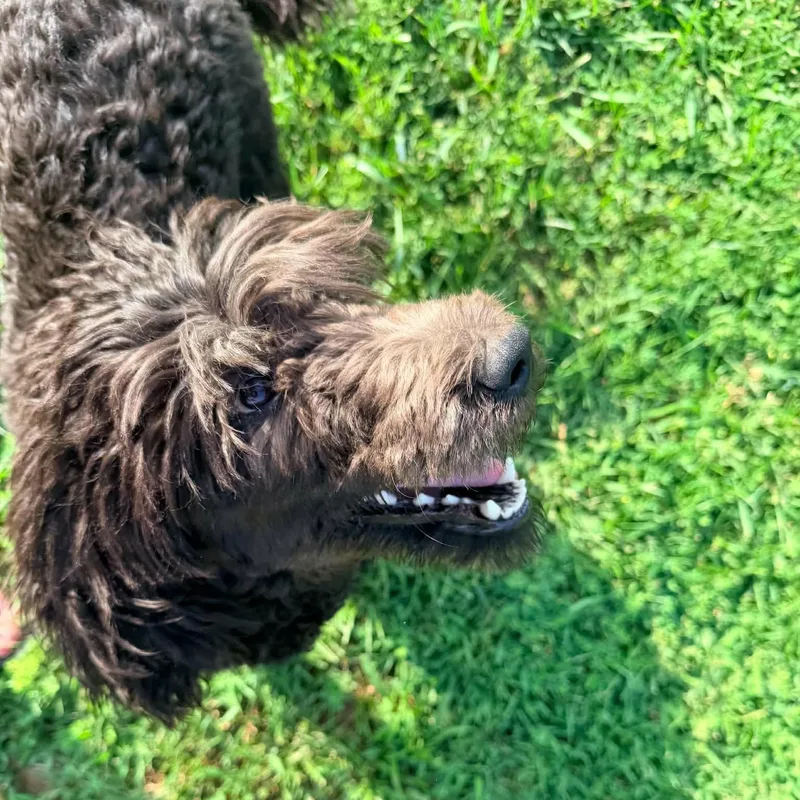 A young medium-sized female Black Standard Poodle dog named Paris for adoption in Stuart, VA