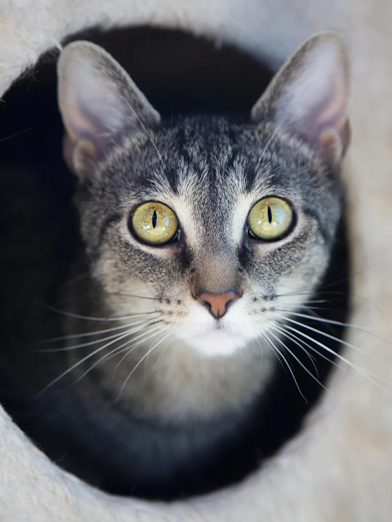 An adult medium-sized female Tabby (Tiger Striped) Domestic Short Hair cat named Blossom for adoption in Chicago, IL