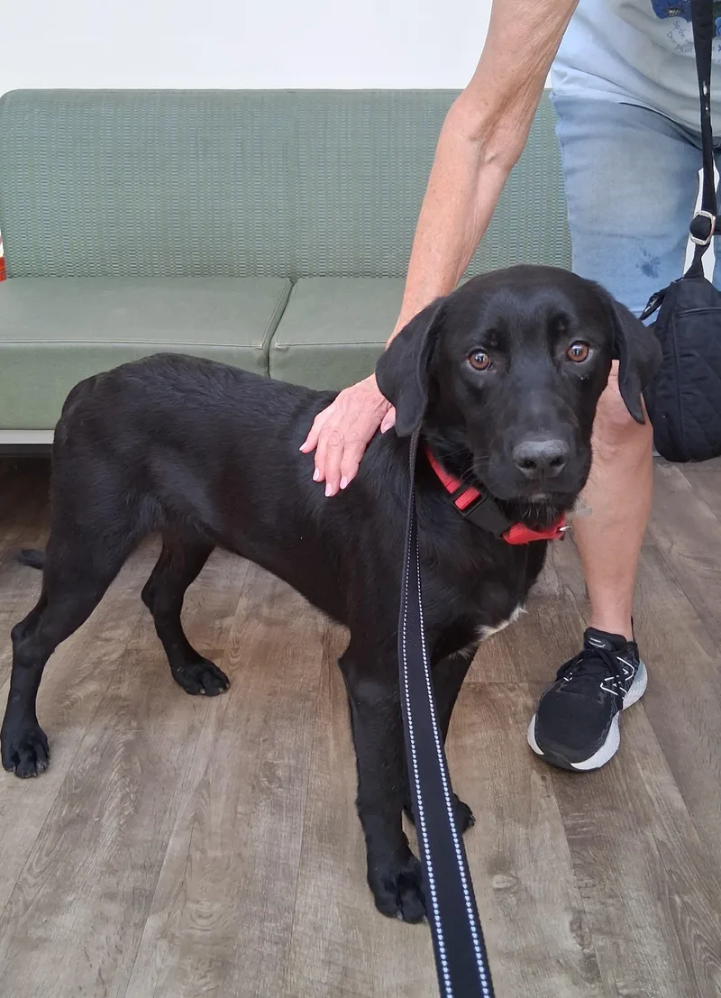 A young large-sized male Black Labrador Retriever dog named Slater for adoption in Elmhurst, IL