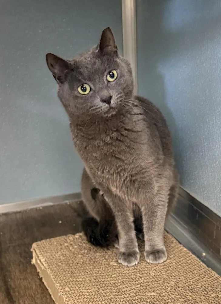 An adult medium-sized female Gray / Blue / Silver Domestic Short Hair cat named Keeper for adoption in Milltown, NJ