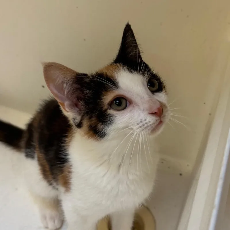 A baby small-sized female Calico Domestic Short Hair cat named Whole Milk for adoption in York, PA