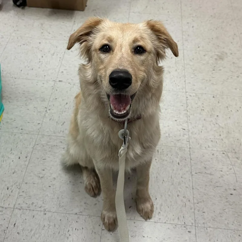 A young small-sized female Terrier dog named Skittles for adoption in Edinburg, TX