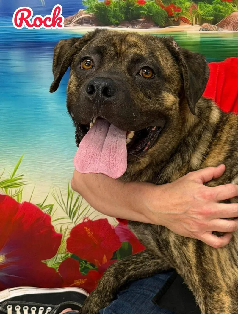An adult large-sized male Brindle Mixed Breed dog named Rock for adoption in Flint, MI