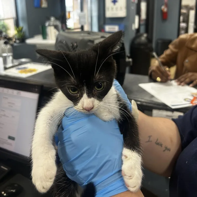 A baby small-sized female White Domestic Short Hair cat named Sapphire for adoption in Newark, NJ