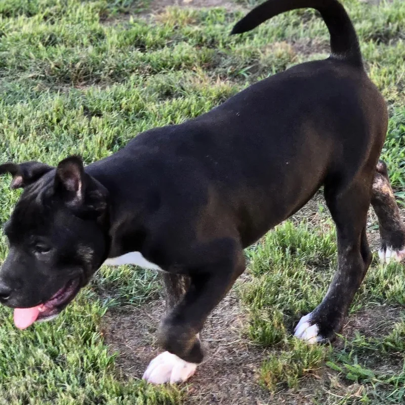 A young large-sized female Catahoula Leopard Dog dog named Kayla for adoption in Sheridan, AR