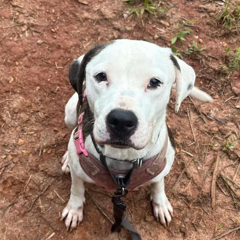 A young medium-sized female White / Cream Pit Bull Terrier dog named Lucy for adoption in Valley, AL