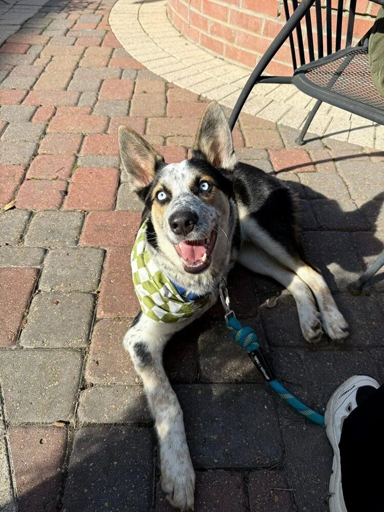 Jingle Jones thumbnail 2